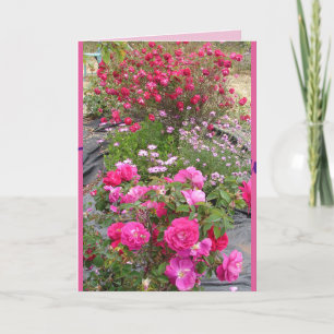 Cartes de fleurs de jardin de roses rouges vintage