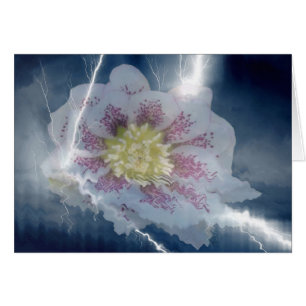 Cartes de foudre blanches