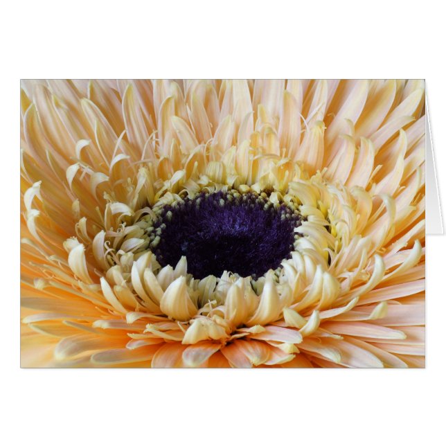 Cartes de Gerbera, abricot (Devant horizontal)