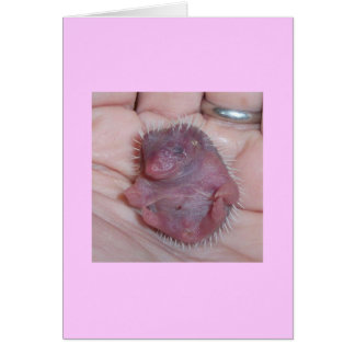 cartes de hérisson pour bébé