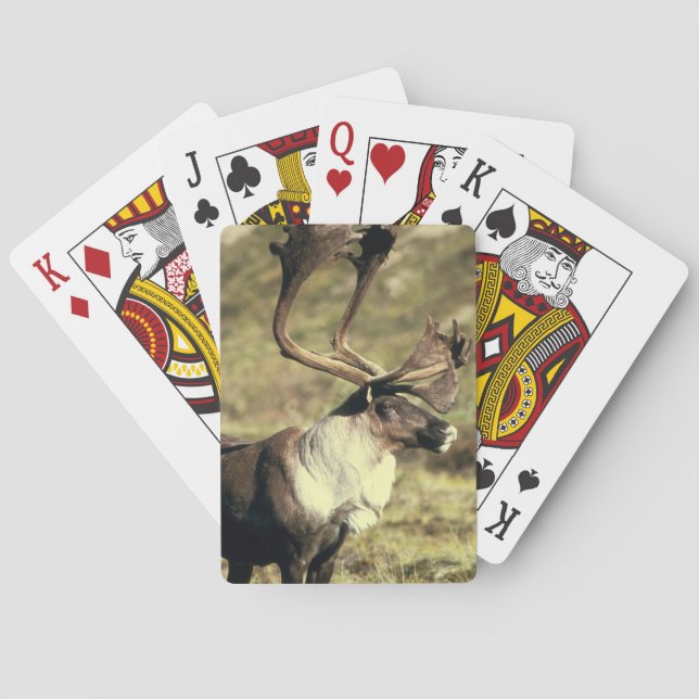 Cartes De Jeu À Vélo Caribou (dos)