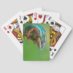 cartes de jeu colorées de lézard