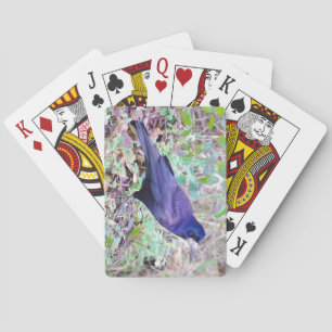 Cartes de jeu de freux
