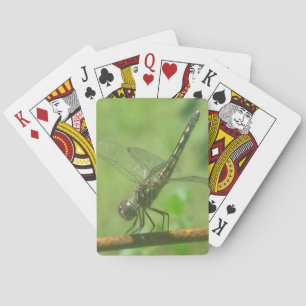 Cartes de jeu de libellules