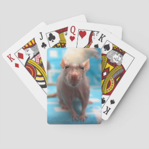Cartes de jeu de rat