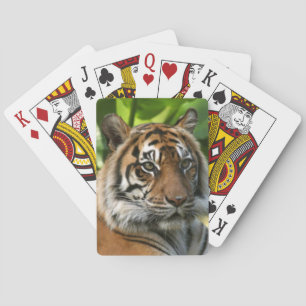 Cartes de jeu de tigres