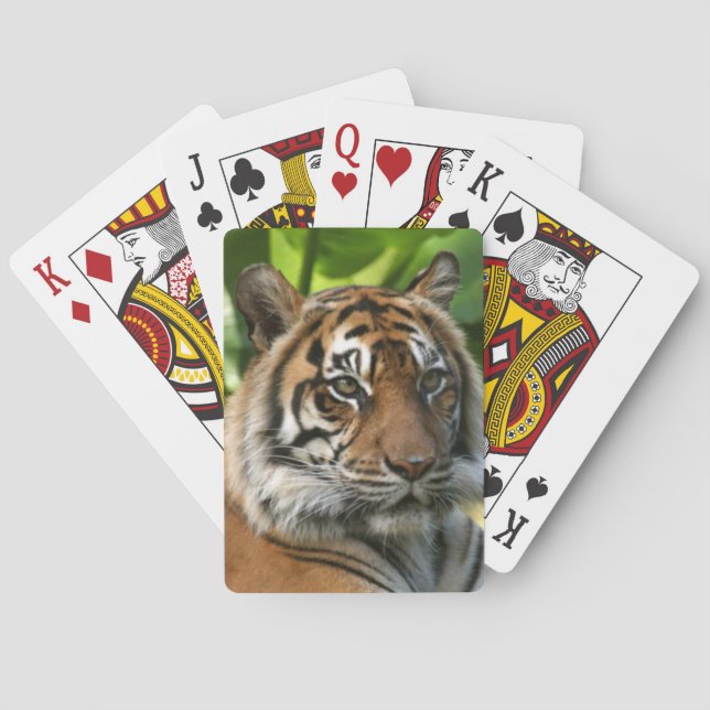 Cartes de jeu de tigres (dos)