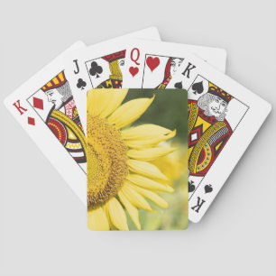 Cartes De Jeu De Tournesol