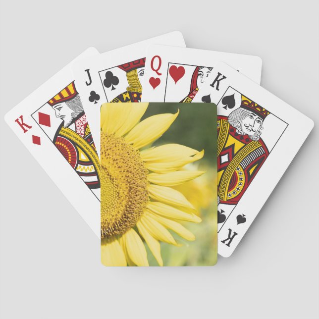 Cartes De Jeu De Tournesol (dos)