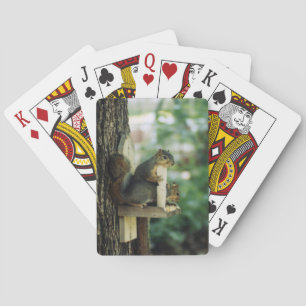 Cartes de jeu d'écureuils