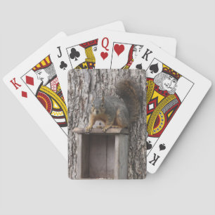 Cartes de jeu d'écureuils