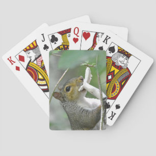 Cartes de jeu d'écureuils