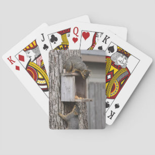 Cartes de jeu d'écureuils