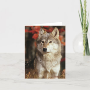 Cartes de loup
