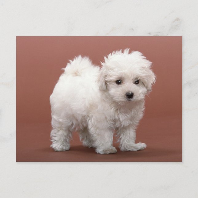 Cartes De Marionnettes Bichon Frise, Postage, Cade (Devant)