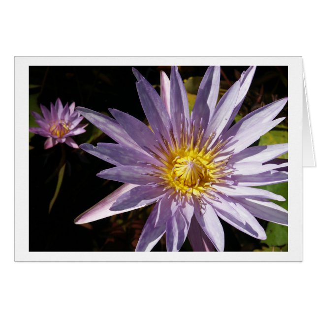 Cartes de nénuphar (Devant horizontal)