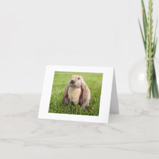 Cartes de note anglaises de lapin de Lop