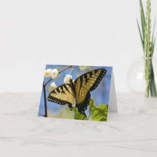 Cartes de note de papillon de machaon