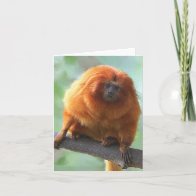 Cartes de note de Tamarin de D'or-Lion (Devant)