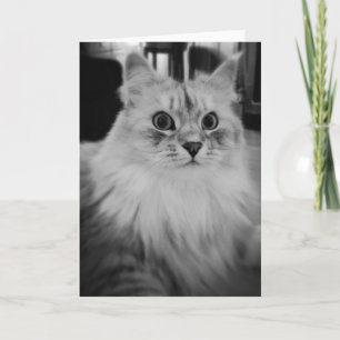 Cartes de note magiques sibériennes