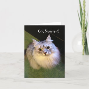 Cartes de note sibériennes de chat