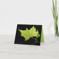 Cartes de notes à feuille verte