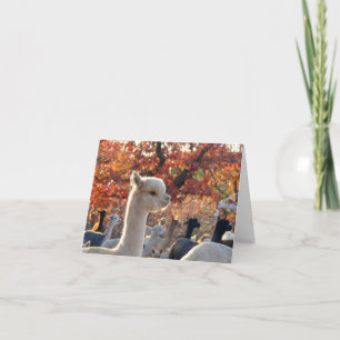 Cartes de notes Alpaca Elisabetta