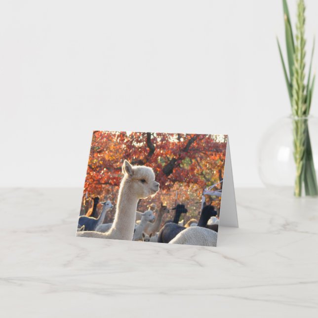 Cartes de notes Alpaca Elisabetta (Devant)