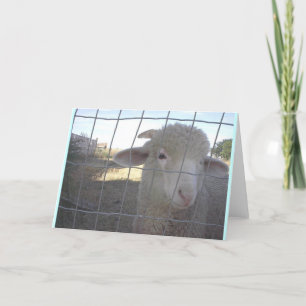 Cartes de notes de mouton vierges