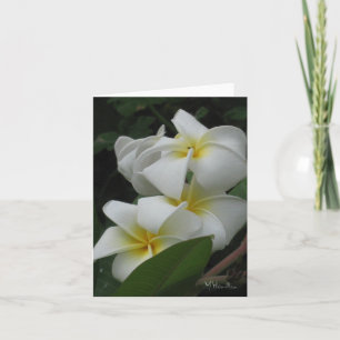 Cartes de notes Frangipanis