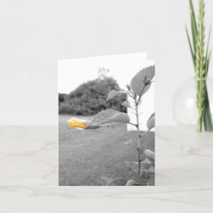 Cartes de notes pour fleur d'Hibiscus jaune