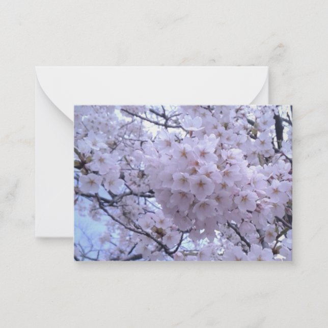 Cartes de notes Sakura Cherry Blossom (Devant)
