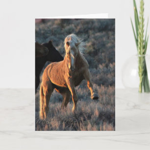 Cartes de notes Wild Palomino
