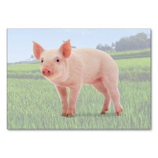 Cartes de poche d'étiquetage de la sonde Pig ABA |