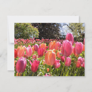 Cartes de poste de jardin Tulip