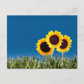 Cartes de poste d'été
