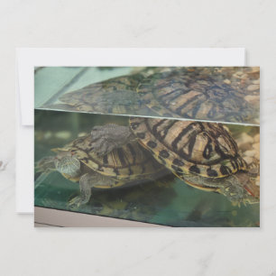 Cartes de réflexion de l'eau des tortues terreuses