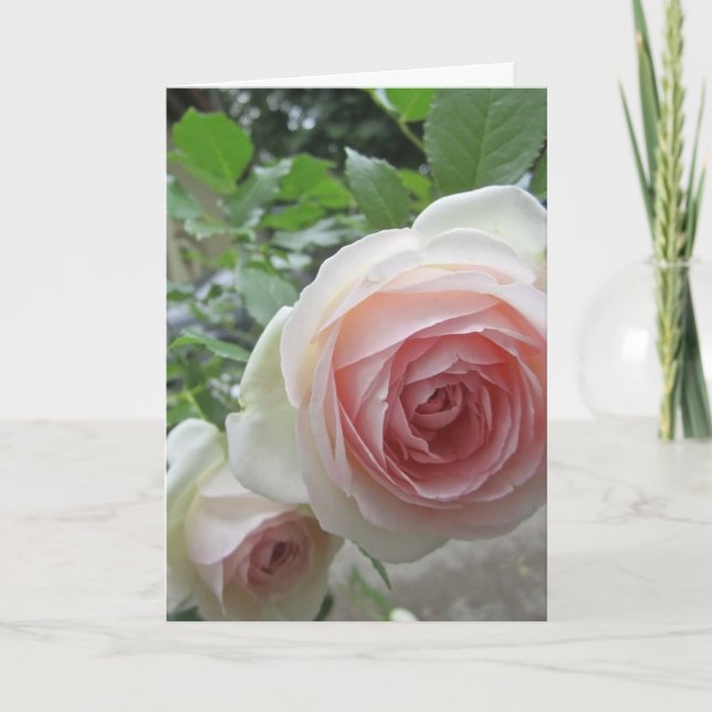 Cartes de rose Pierre De Ronsard rose tendre (Devant)