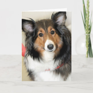 Cartes de salutation/note de chien de berger de