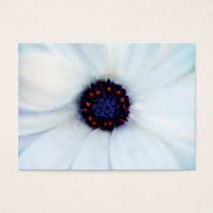Cartes De Visite African daisy