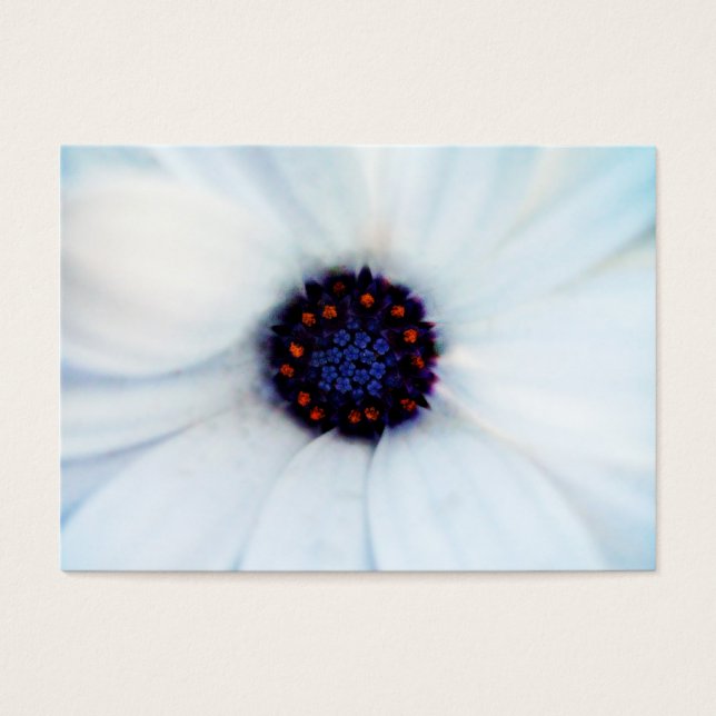 Cartes De Visite African daisy (Devant)