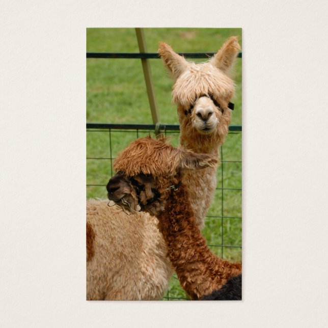 Cartes De Visite Alpacas (Devant)