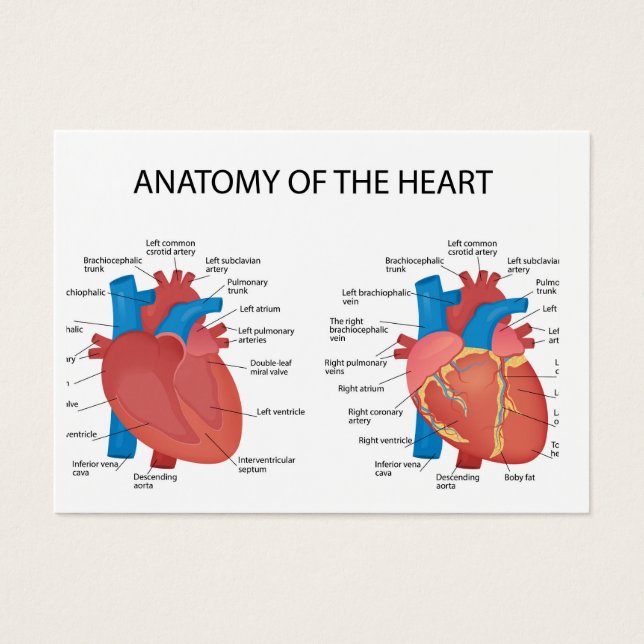 Cartes De Visite Anatomie du coeur (Devant)