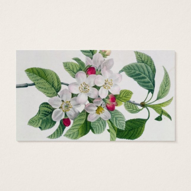 Cartes De Visite Apple Blossom, de 'Les Choix des Plus Belles (Dos)