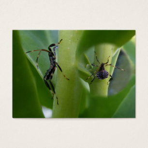 Cartes De Visite ATC aux pieds de ~ d'insecte de feuille