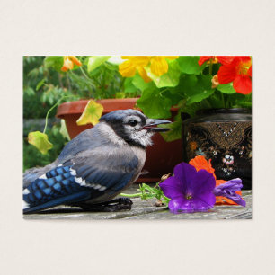 Cartes De Visite ATC de geai bleu et de fleurs