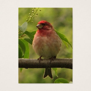 Cartes De Visite ATC de pinson pourpre