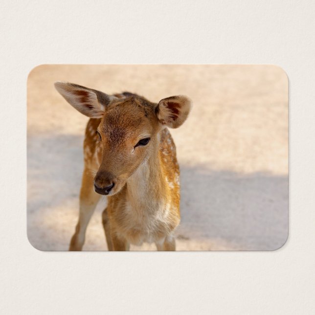 Cartes De Visite Baby Deer (Devant)