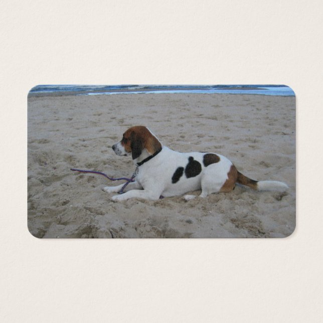 Cartes De Visite Beagle sur plage.png (Devant)