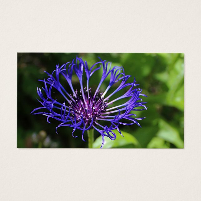 Cartes De Visite Beauté bleue (Devant)